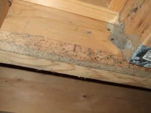 black mold on framing